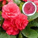 Afbeelding van Begonia knol P12 tub. Rose